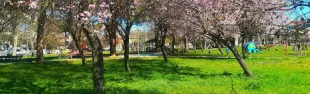 spina verde