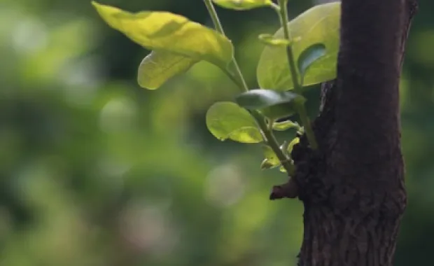 albero